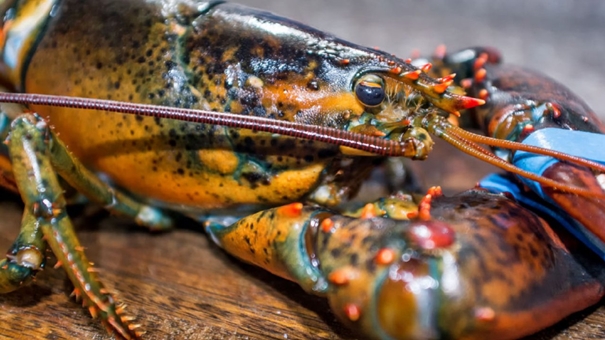 波士頓冷凍進口龍蝦清關(guān)專業(yè)一般貿(mào)易報關(guān) 波士頓冷凍進口龍蝦清關(guān)專業(yè)一般貿(mào)易報關(guān)