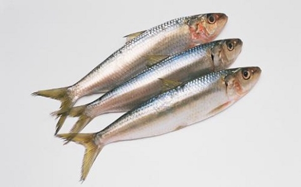 進口沙丁魚報關代理所需資料以及進口商所需資質 進口沙丁魚報關代理所需資料以及進口商所需資質