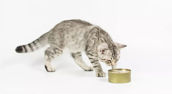 廈門進口寵物食品報關需要提供什么資質以及資料 廈門進口寵物食品報關需要提供什么資質以及資料