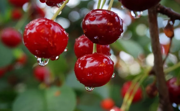 超詳細,車厘子進口報關所需的時間以及注意事項 超詳細,車厘子進口報關所需的時間以及注意事項