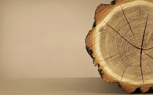 刺槐木材進口清關代理流程分析 刺槐木材進口清關代理流程分析