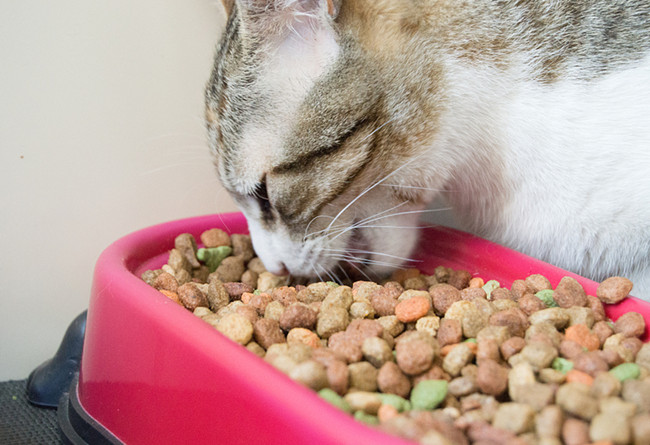 寵物食品進口報關行告訴你進口寵物食品報關小細節 寵物食品進口報關行告訴你進口寵物食品報關小細節