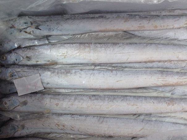 上海冷凍水產品進口清關代理公司 上海冷凍水產品進口清關代理公司