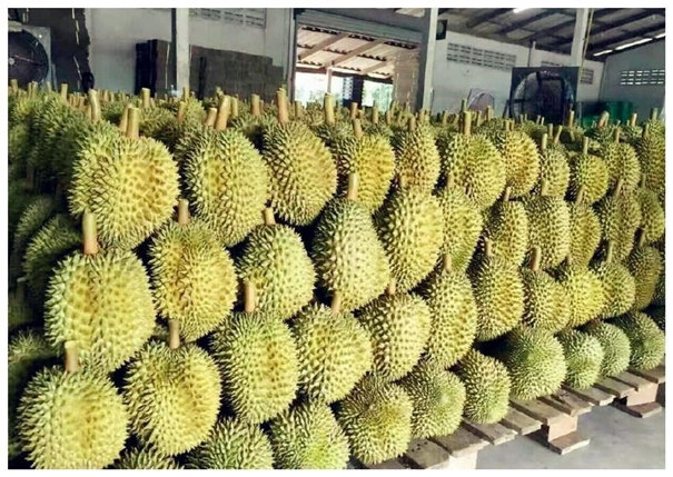 泰國(guó)榴蓮進(jìn)口清關(guān)一般貿(mào)易流程 泰國(guó)榴蓮進(jìn)口清關(guān)一般貿(mào)易流程
