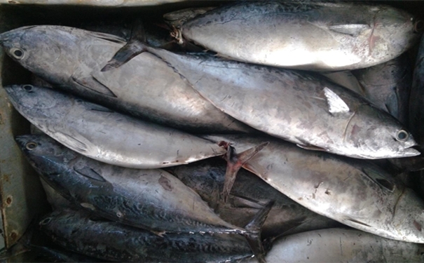 加拿大冷凍金槍魚進口報關要注意哪些事項