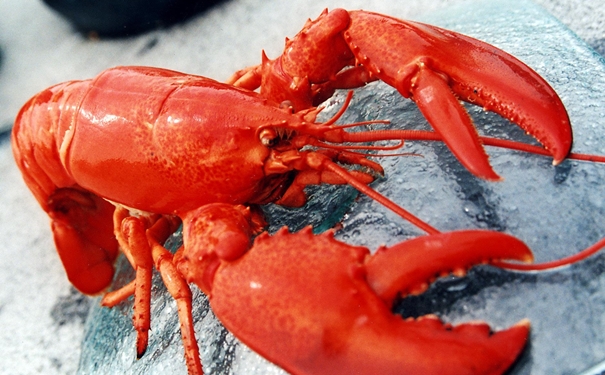 冷凍龍蝦進(jìn)口清關(guān)的商檢查驗(yàn)內(nèi)容有哪些 冷凍龍蝦進(jìn)口清關(guān)的商檢查驗(yàn)內(nèi)容有哪些