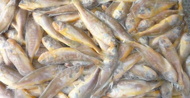 【進(jìn)口水產(chǎn)品清關(guān)代理公司】告訴你水產(chǎn)品進(jìn)口流程 【進(jìn)口水產(chǎn)品清關(guān)代理公司】告訴你水產(chǎn)品進(jìn)口流程