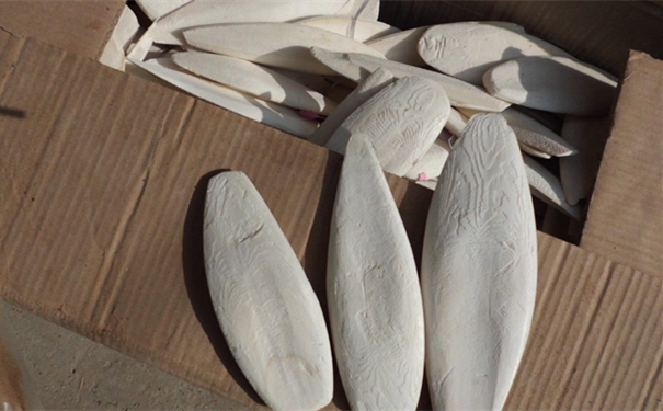 看這里!進口墨魚骨報關之前需提前準備的資料 看這里!進口墨魚骨報關之前需提前準備的資料