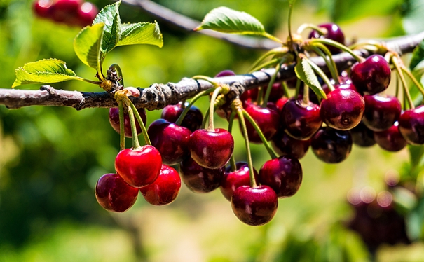 進口櫻桃報關申報流程是怎樣的? 進口櫻桃報關申報流程是怎樣的?