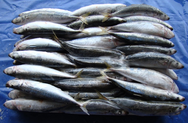 青島進(jìn)口水產(chǎn)品報(bào)關(guān)公司 青島進(jìn)口水產(chǎn)品報(bào)關(guān)公司