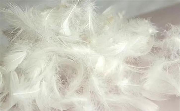 鵝毛進口報關關稅以及進口鵝毛放行的幾個步驟 鵝毛進口報關關稅以及進口鵝毛放行的幾個步驟