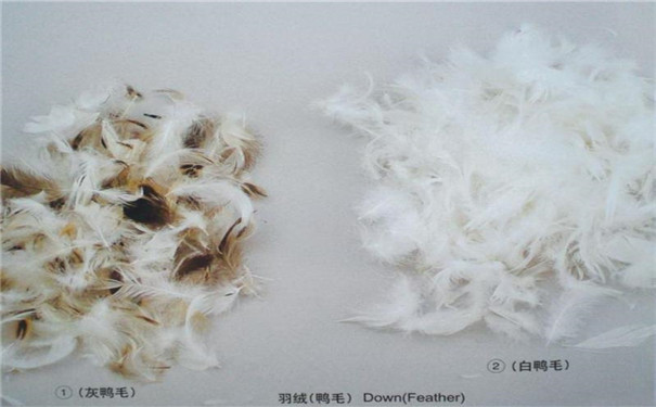 上海港鴨毛進口報關單證資料|進口鴨毛代理公司 上海港鴨毛進口報關單證資料|進口鴨毛代理公司