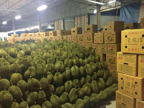 泰國榴蓮進口報關清關代理公司有哪些?榴蓮進口報關注意事項 泰國榴蓮進口報關清關代理公司有哪些?榴蓮進口報關注意事項