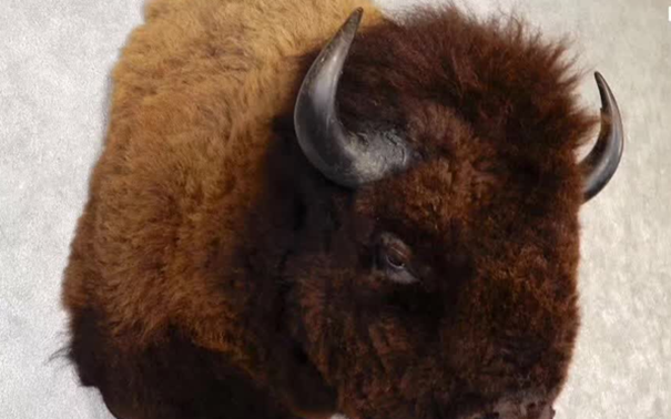 動物標本進口報關(guān)代理注意事項 動物標本進口報關(guān)代理注意事項