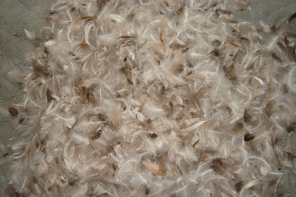 越南鴨毛進(jìn)口報關(guān)沒有你想象得那么復(fù)雜 越南鴨毛進(jìn)口報關(guān)沒有你想象得那么復(fù)雜