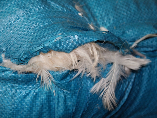 越南鴨毛進(jìn)口報關(guān)沒有你想象得那么復(fù)雜 越南鴨毛進(jìn)口報關(guān)沒有你想象得那么復(fù)雜