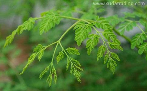 印度辣木葉一般貿易流程|東莞進口報關代理公司