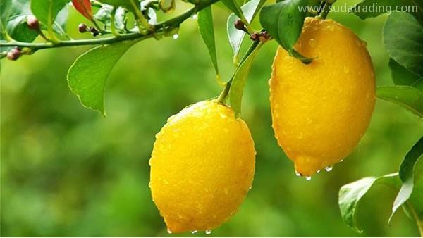 水果進口報關，一文看懂水果進口細節