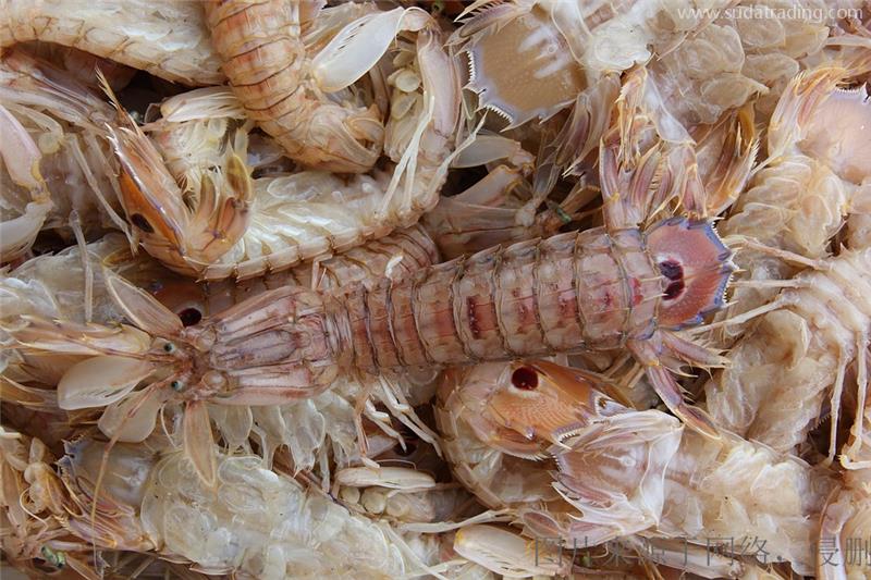 進口鮮活蝦報關流程進口蝦到港要提前做好這些工作 進口鮮活蝦報關流程進口蝦到港要提前做好這些工作