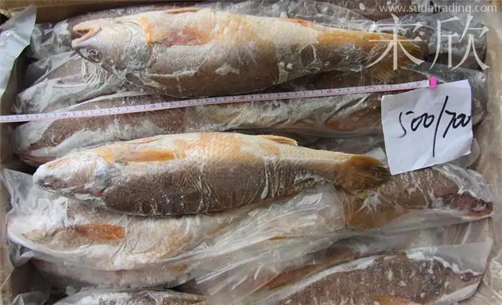 上海冷凍魚進(jìn)口報(bào)關(guān)應(yīng)該要注意一些什么 上海冷凍魚進(jìn)口報(bào)關(guān)應(yīng)該要注意一些什么