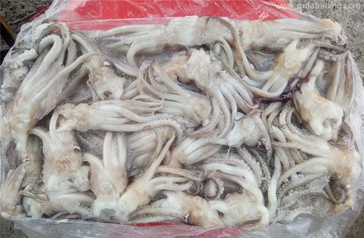 冷凍魷魚進口報關的注意事項以及流程手續 冷凍魷魚進口報關的注意事項以及流程手續