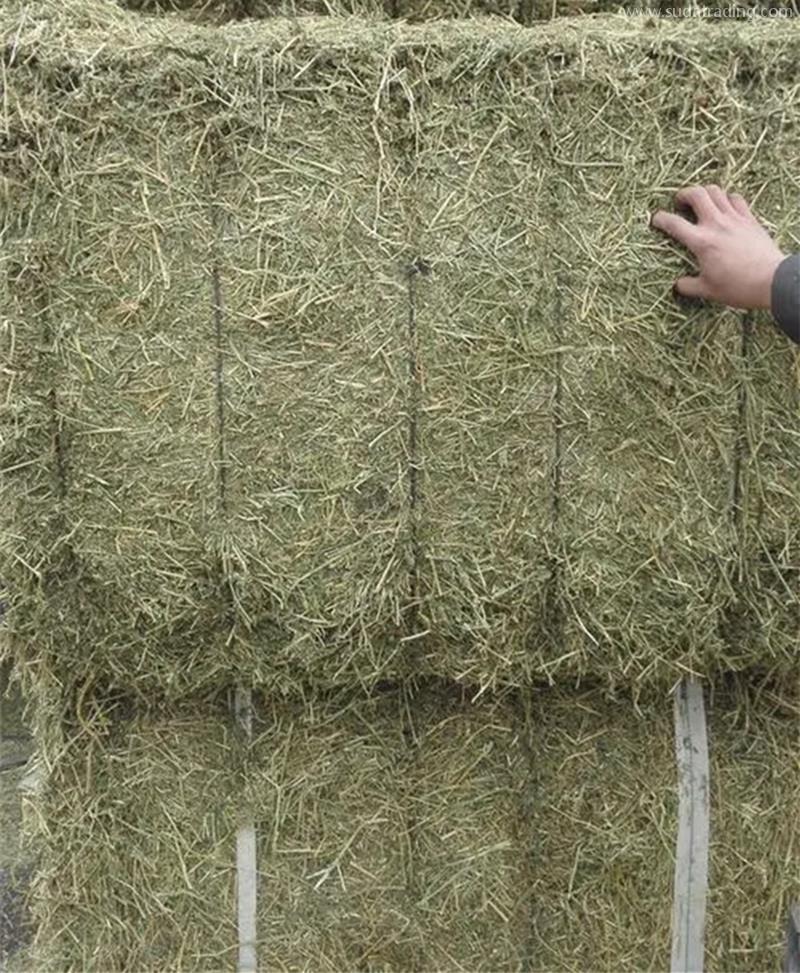 苜蓿草進口報關代理公司帶你了解進口苜蓿草相關知識 苜蓿草進口報關代理公司帶你了解進口苜蓿草相關知識