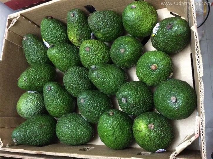 進口菲律賓牛油果報關牛油果進口檢驗檢疫所需資料 進口菲律賓牛油果報關牛油果進口檢驗檢疫所需資料