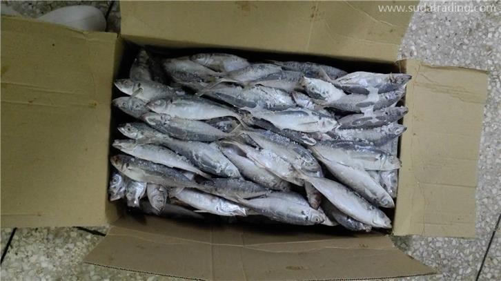 廈門港冷凍魚報(bào)關(guān)公司帶你了解進(jìn)口冷凍魚需要的資質(zhì) 廈門港冷凍魚報(bào)關(guān)公司帶你了解進(jìn)口冷凍魚需要的資質(zhì)