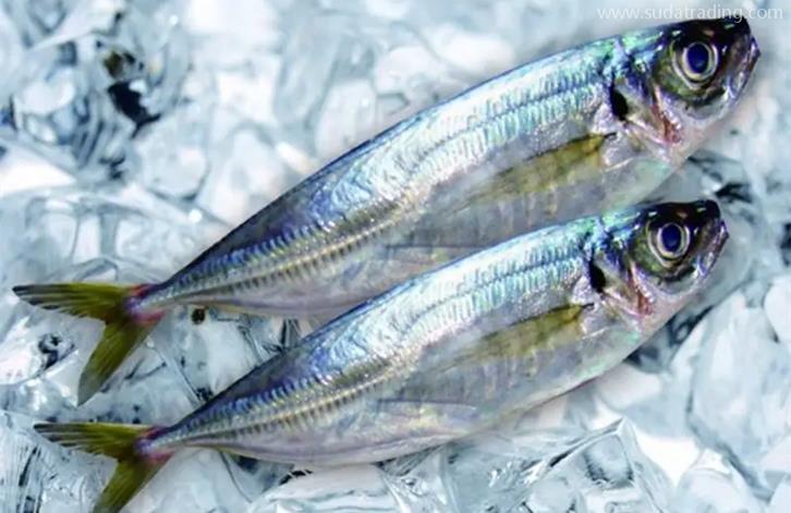 廈門港冷凍海鮮報關之前，建議了解清楚這些事