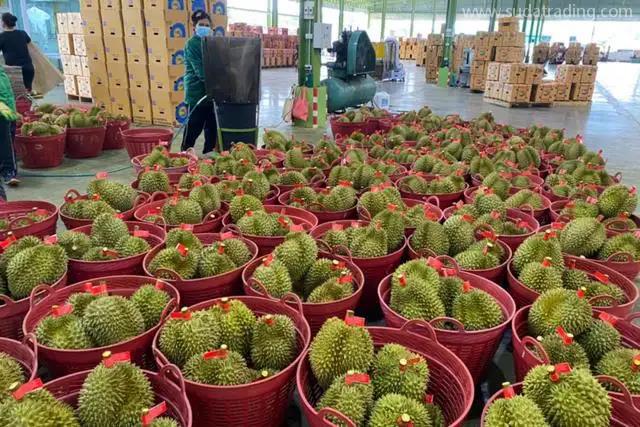 進(jìn)口越南榴蓮報(bào)關(guān)代理越南榴蓮允許準(zhǔn)入啦! 進(jìn)口越南榴蓮報(bào)關(guān)代理越南榴蓮允許準(zhǔn)入啦!