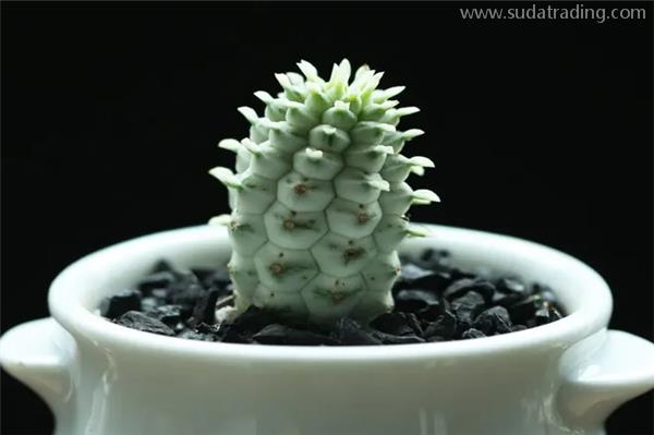 機場進口植物報關代理的流程以及關稅 機場進口植物報關代理的流程以及關稅