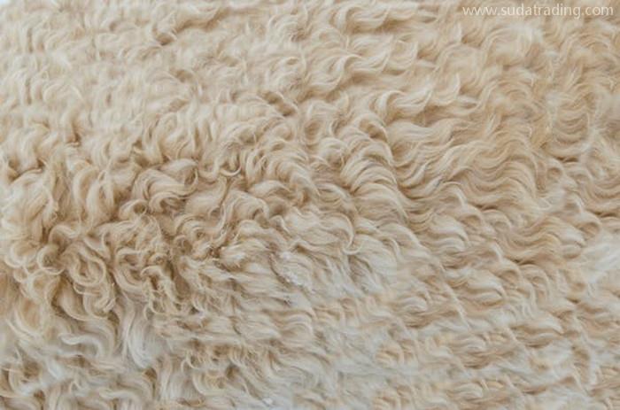 進口澳大利亞羊毛清關(guān)所需提供的資料羊毛進口流程 進口澳大利亞羊毛清關(guān)所需提供的資料羊毛進口流程