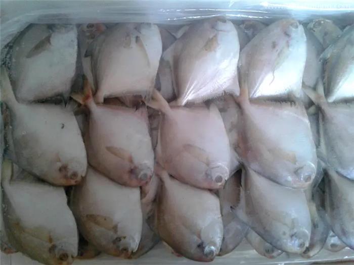 1分鐘解讀關于冷凍白鯧魚進口報關的6點流程 1分鐘解讀關于冷凍白鯧魚進口報關的6點流程