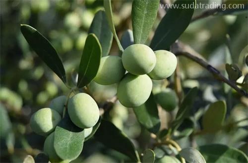 進口橄欖油知識詳解 進口橄欖油知識詳解