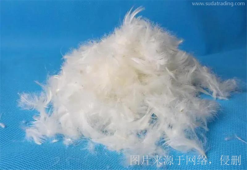 廣西貴港鴨毛進口報關的注意事項有這5點 廣西貴港鴨毛進口報關的注意事項有這5點