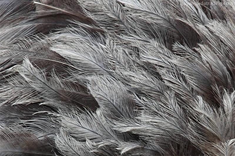 鴕鳥毛進口廣西清關代理流程以及進口鴕鳥毛資料 鴕鳥毛進口廣西清關代理流程以及進口鴕鳥毛資料