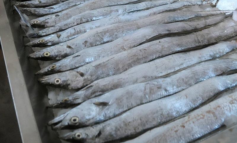 印度進口凍帶魚報關的具體流程手續 印度進口凍帶魚報關的具體流程手續