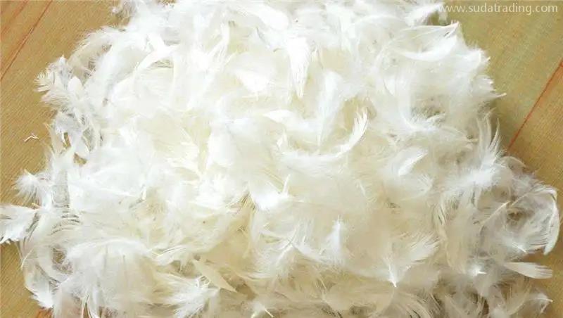 廣州鴕鳥毛進口報關資料鴕鳥毛進口報關歸類hs編碼 廣州鴕鳥毛進口報關資料鴕鳥毛進口報關歸類hs編碼