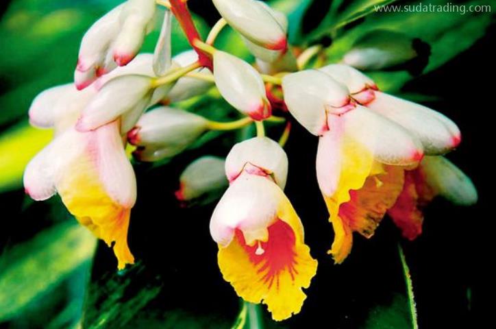 豆蔻進口報關清關流程 豆蔻進口報關清關流程