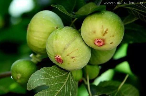 無花果進口報關清關流程 無花果進口報關清關流程