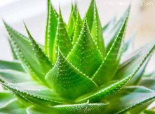 蘆薈進口規范申報流程步驟 蘆薈進口規范申報流程步驟