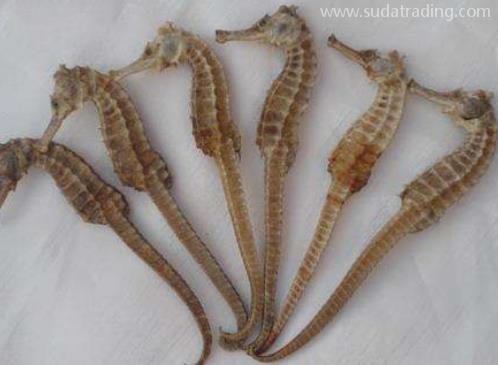 干海馬進口報關清關流程 干海馬進口報關清關流程