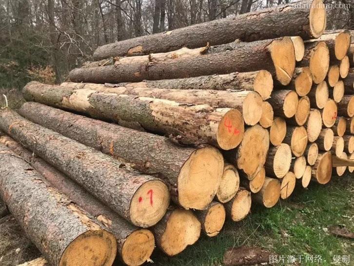 青島進(jìn)口巴西原木報關(guān)流程,專業(yè)20年木材進(jìn)口清關(guān) 青島進(jìn)口巴西原木報關(guān)流程,專業(yè)20年木材進(jìn)口清關(guān)