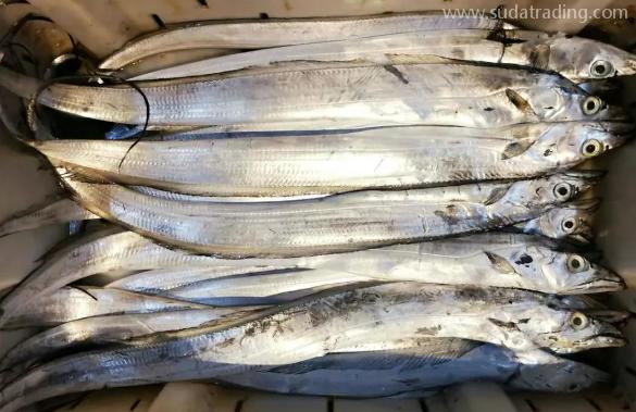【進(jìn)口知識】一文帶你了解帶魚