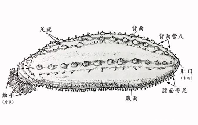 【進口知識】海參物種及其進口情況簡介
